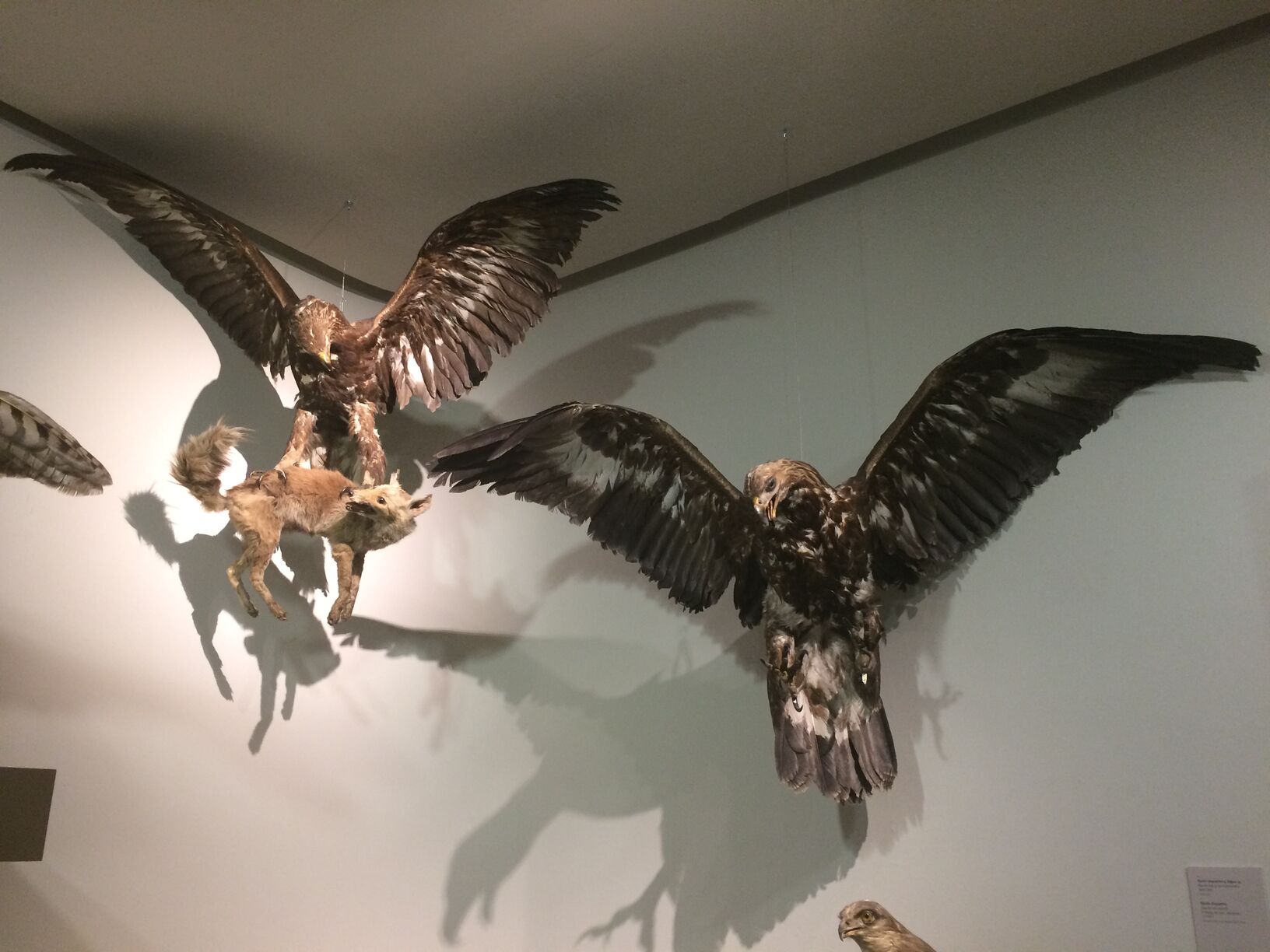 Museo de Ciencias Naturales de la Universidad de Zaragoza