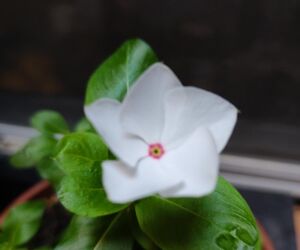 rosamaria