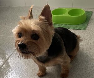 Conchi