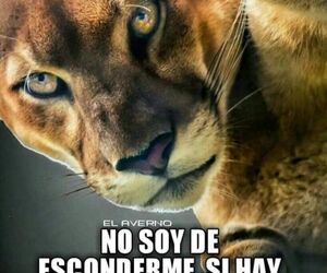luis