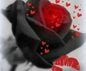 Rosae Rosa