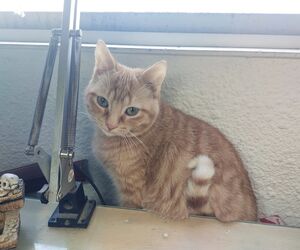 Pablo