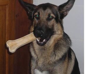 Picapiedra