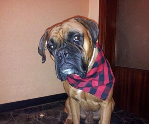 ROCO
