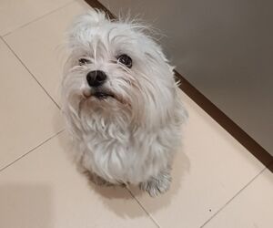 Ele