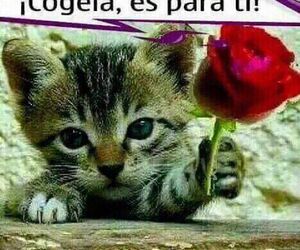 Jose