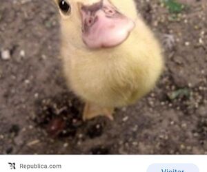Patito feo