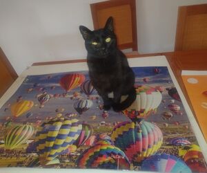 Rocio