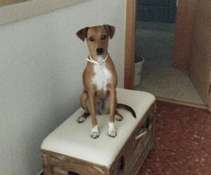 Isabel