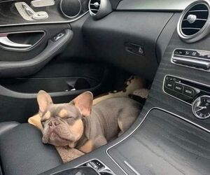ruben