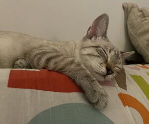 Sofia
