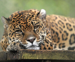 leo
