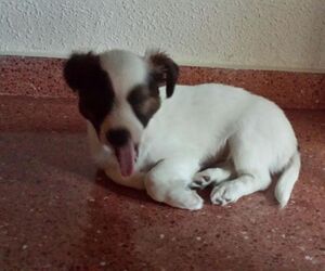 Sonia