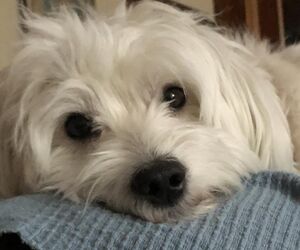 copito