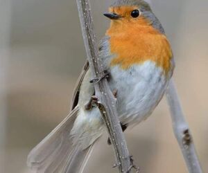 Jose