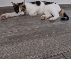 Giuliana