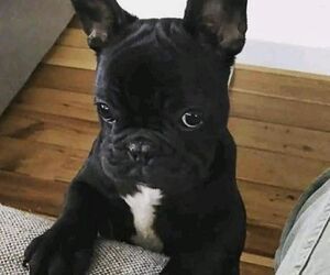 Salva