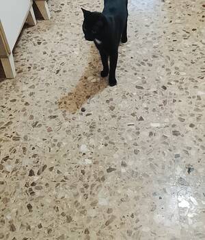 Luisito