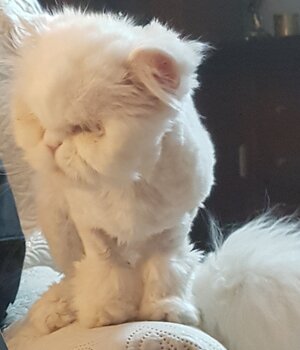 Vanesa