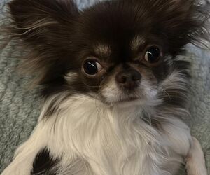 Lola