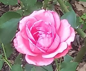 florsilvestre