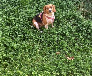 pepito