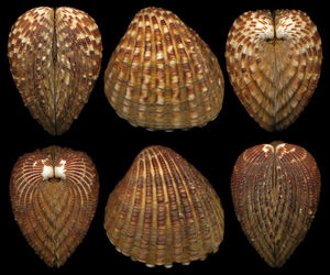 venericardia