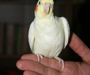 Nico