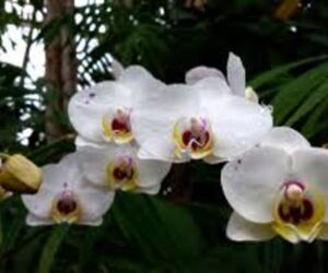 ORQUIDEA