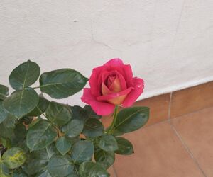 rosa