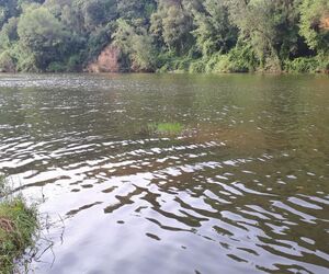 Serendipia