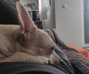 ESTHER