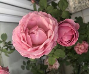 sara 123