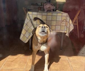 Paco