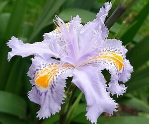 cataleya