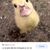 Patito feo