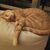 Faty