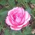 florsilvestre