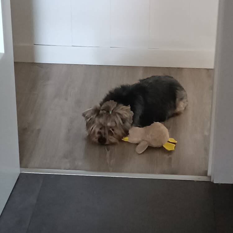Foto de perfil