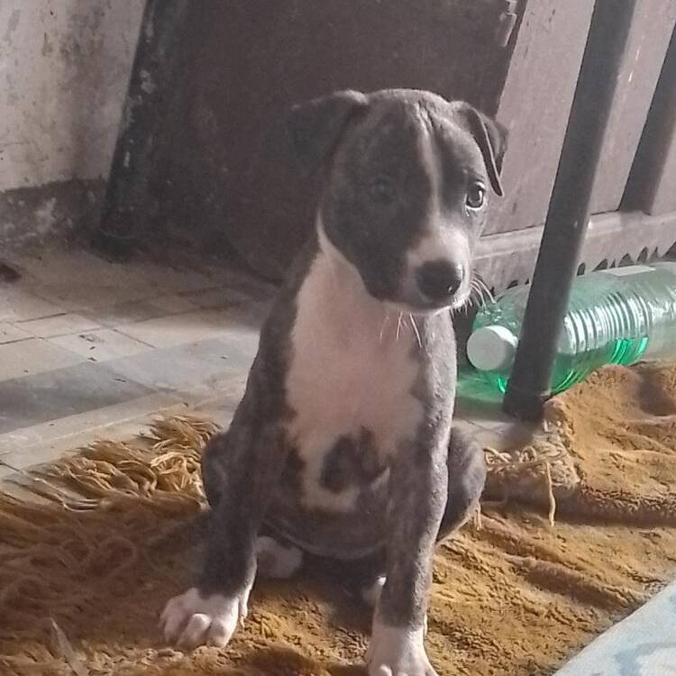 Foto de perfil de Angel