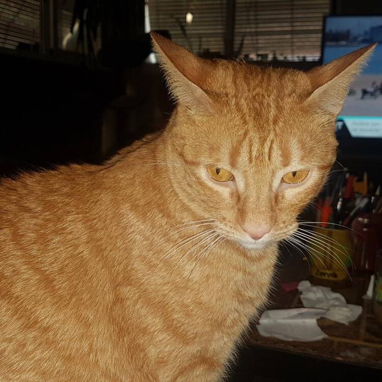 Foto de perfil