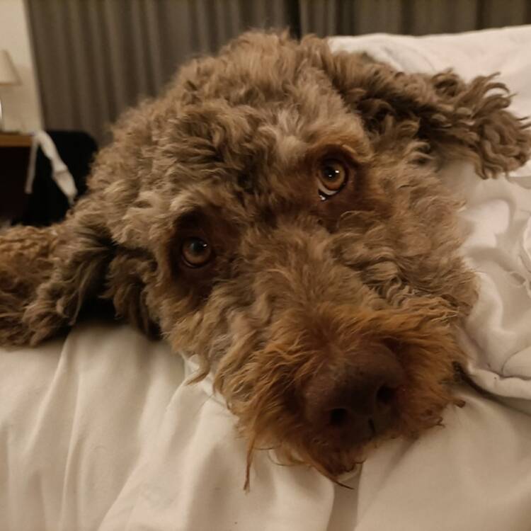 Foto de perfil