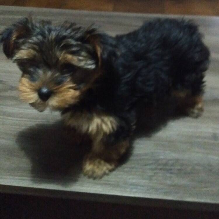 Foto de perfil de Mjose