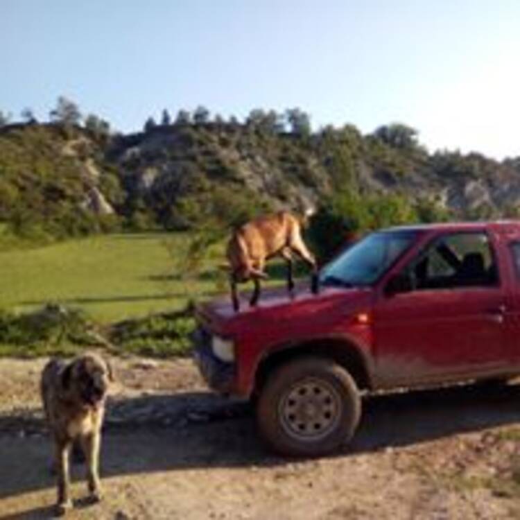 Foto de perfil de Pablo Zoppolo