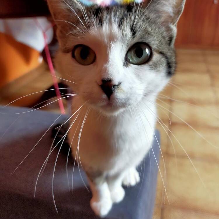 Foto de perfil