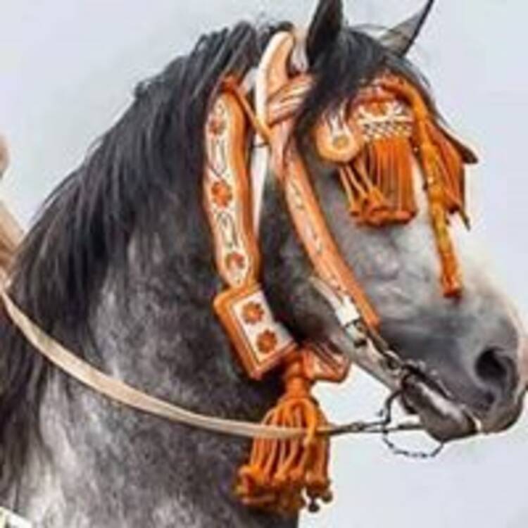 Foto de perfil de Ø±Ø´ÙŠØ¯ Ù…Ù†ØµÙˆØ±