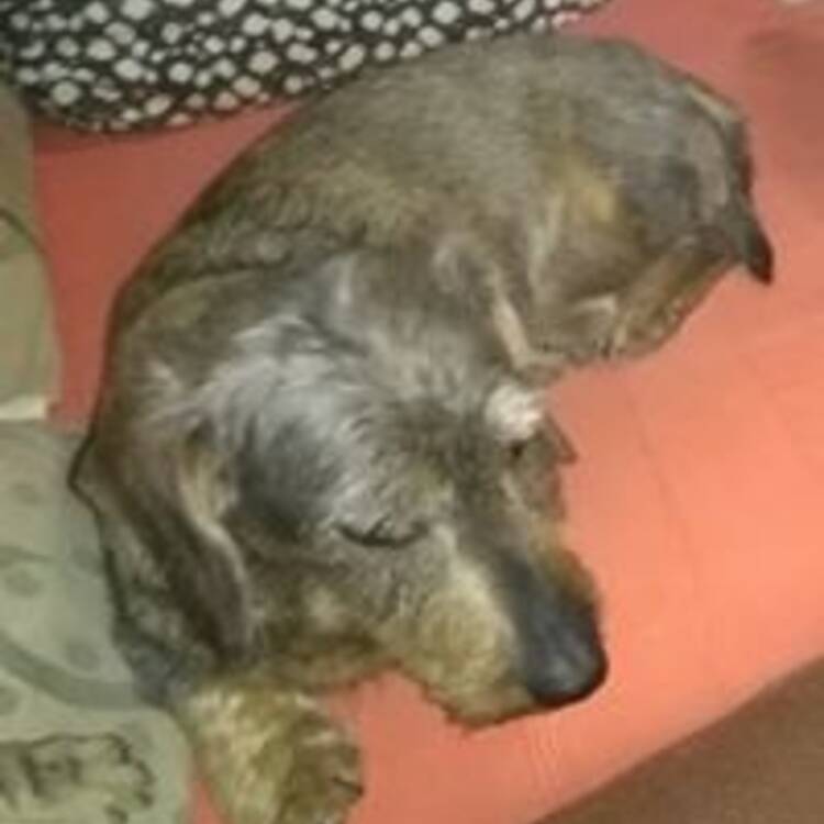 Foto de perfil de Isabel Pellicena