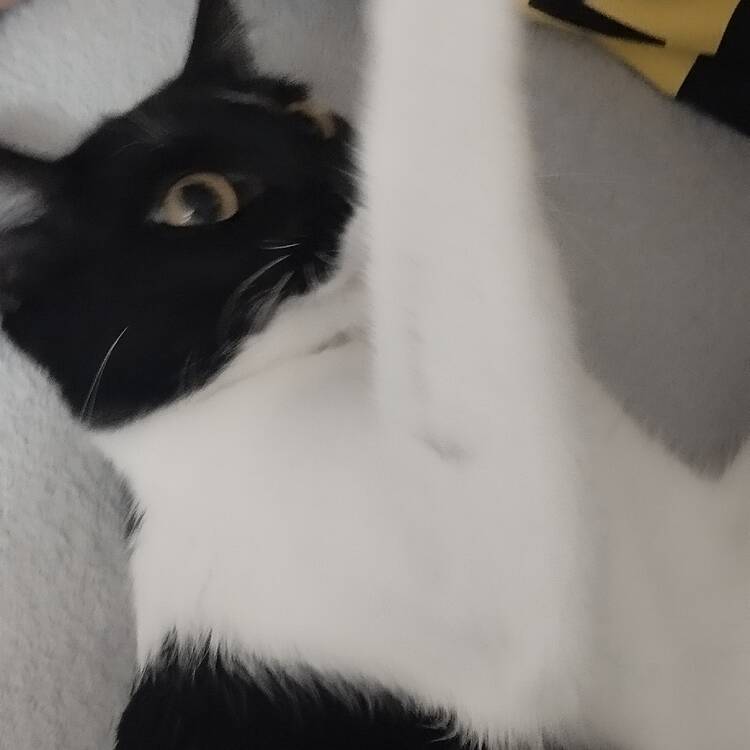 Foto de perfil