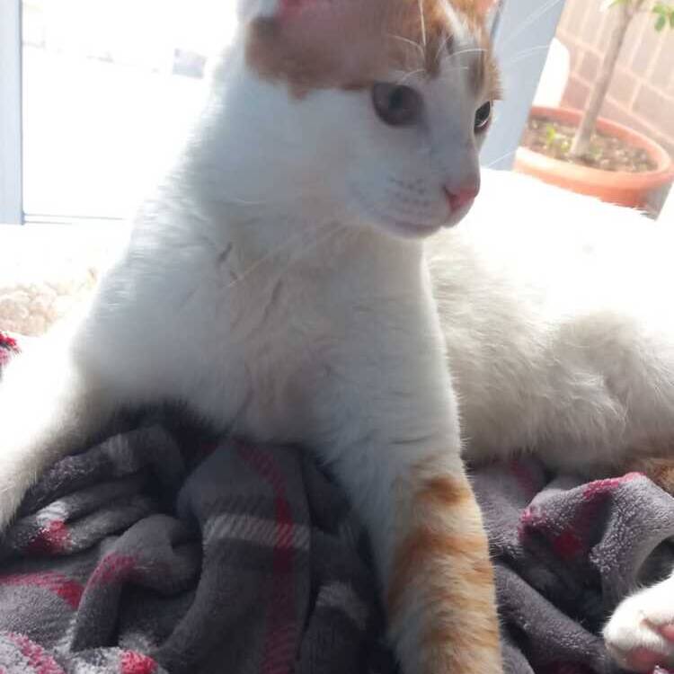 Foto de perfil de Rodrigo
