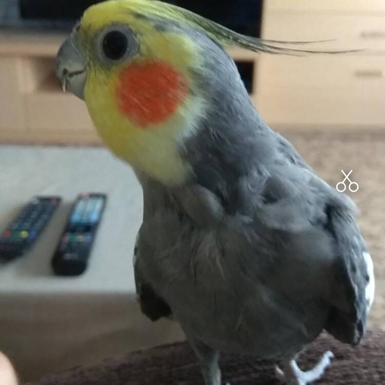 Foto de perfil